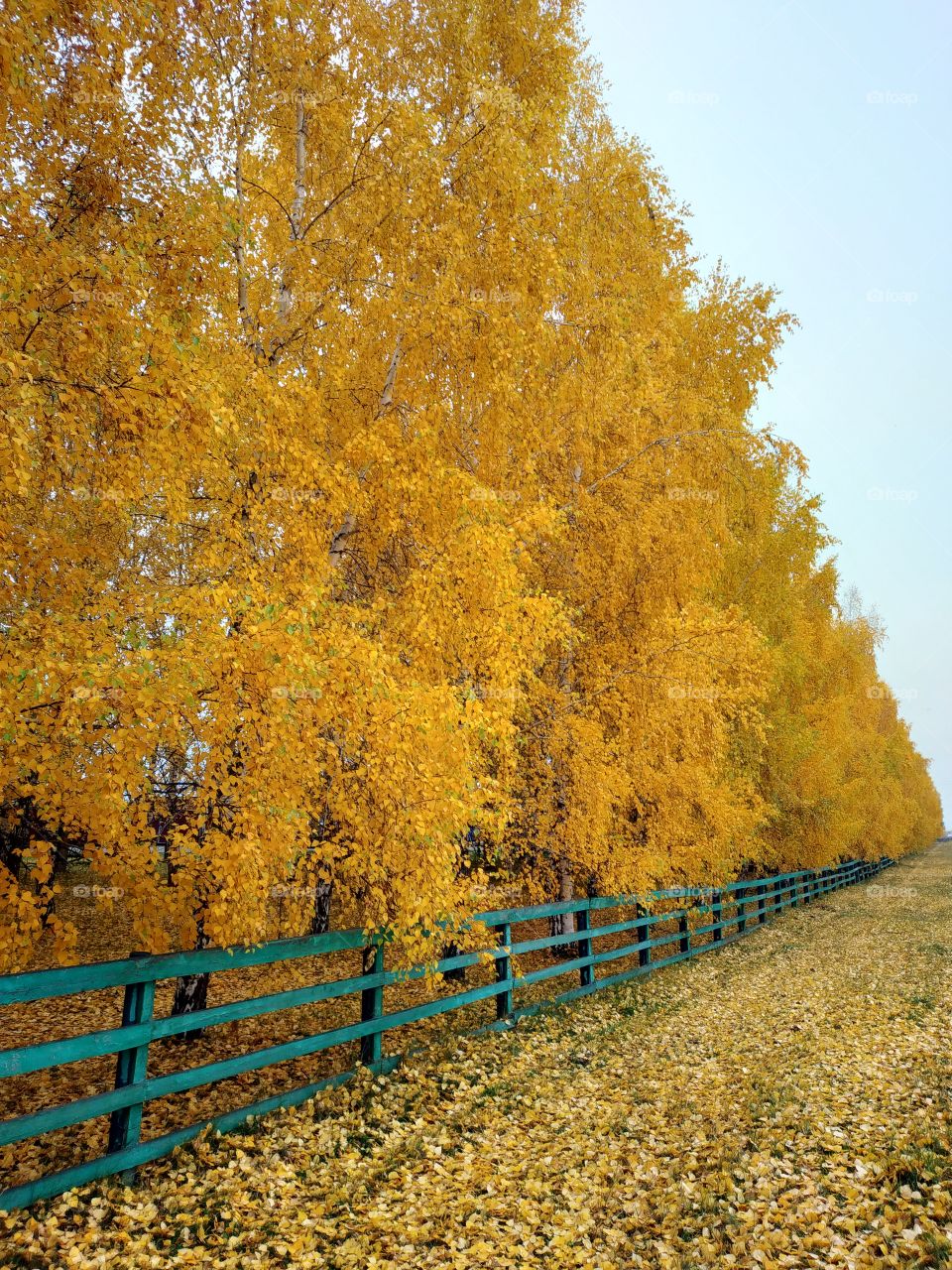 Autumn in Sibiria.