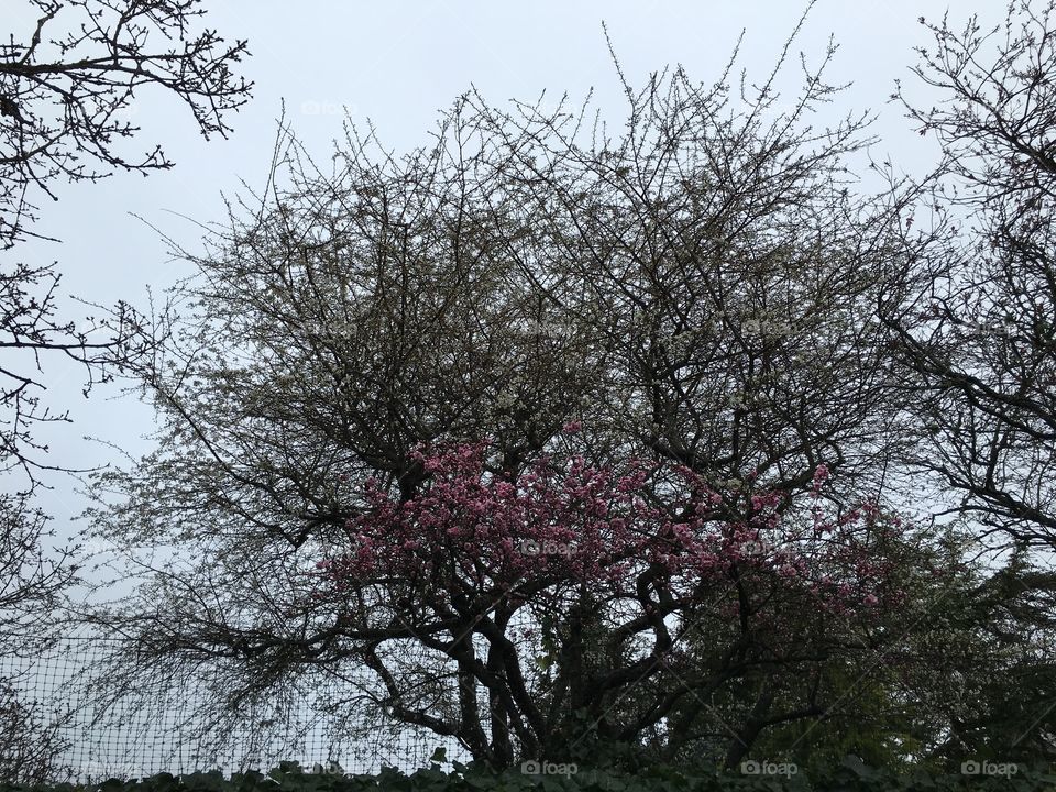 White and pink  blossoms