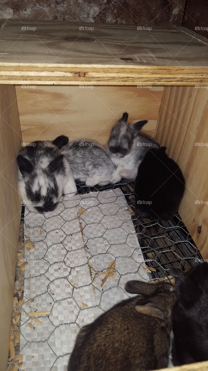 baby bunnies