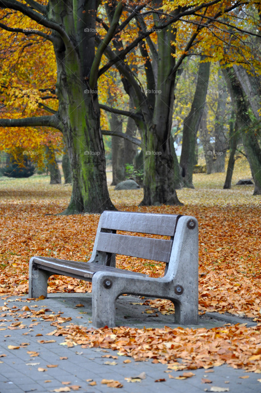 Wooden bench on footpath