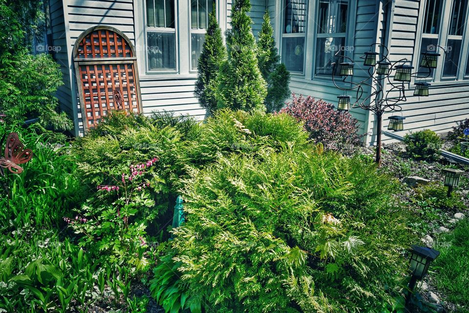 Trees and plant near the tree