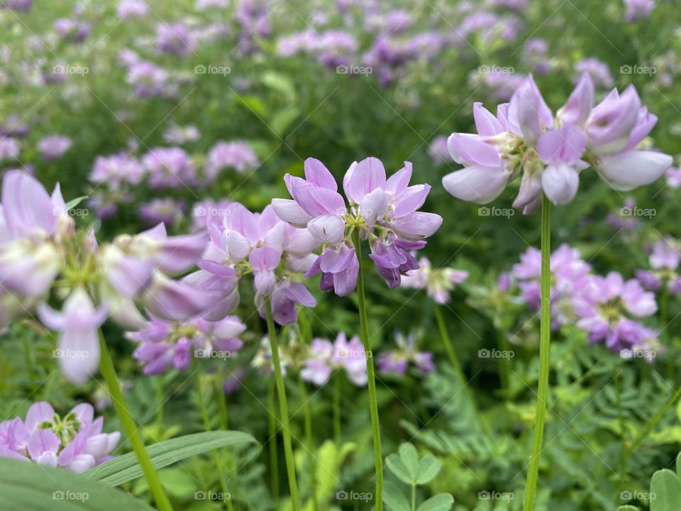 Field of purple flowers 