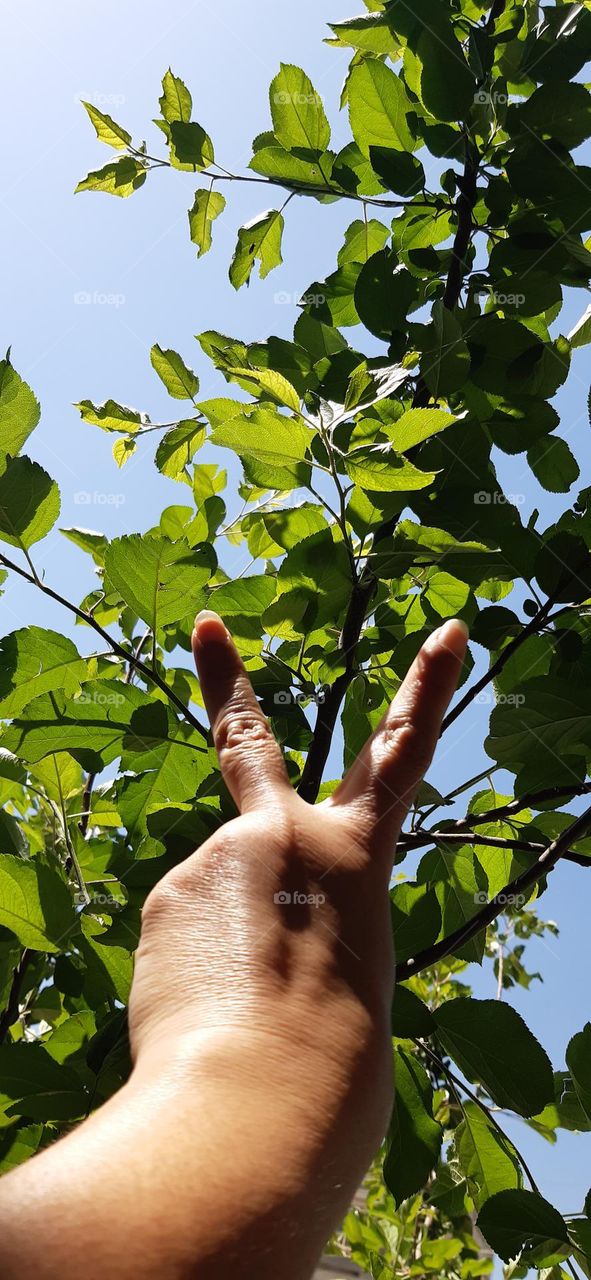 apple tree,apple tree leaf ,and 2 finger,blue sky