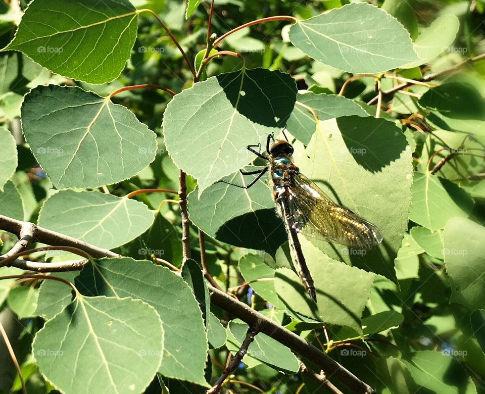 Dragonfly on a leaf