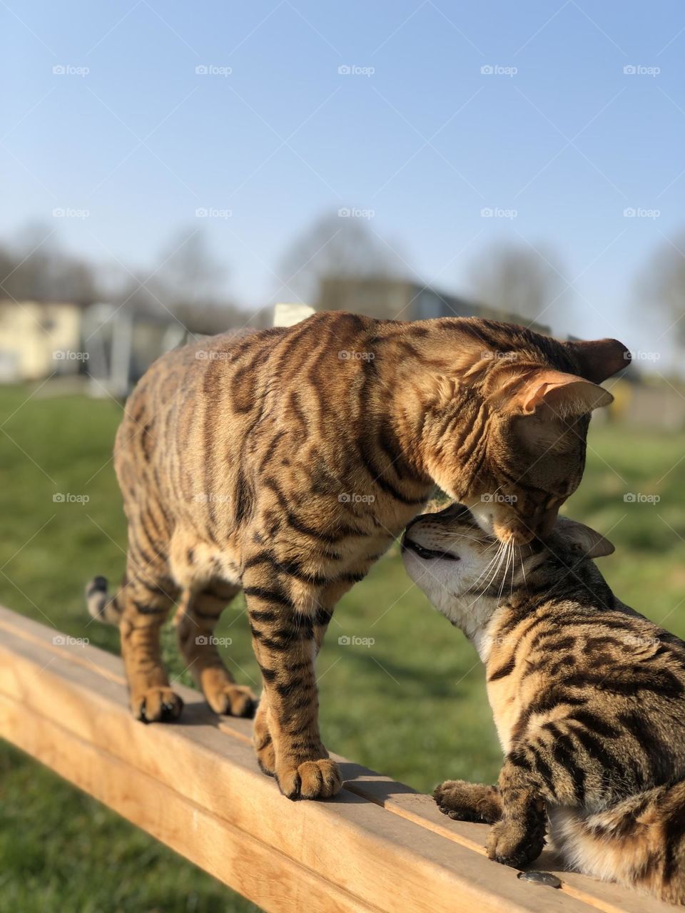 We came across these two beauties enjoying the sunshine. What amazing cats. Love the design on their fur.