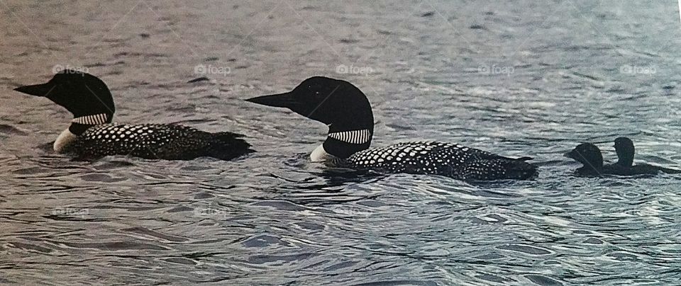 Swimming Loons & their Babies