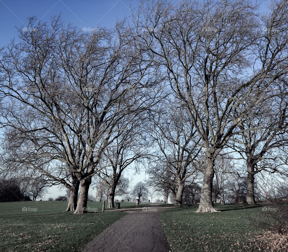 Trees in winter