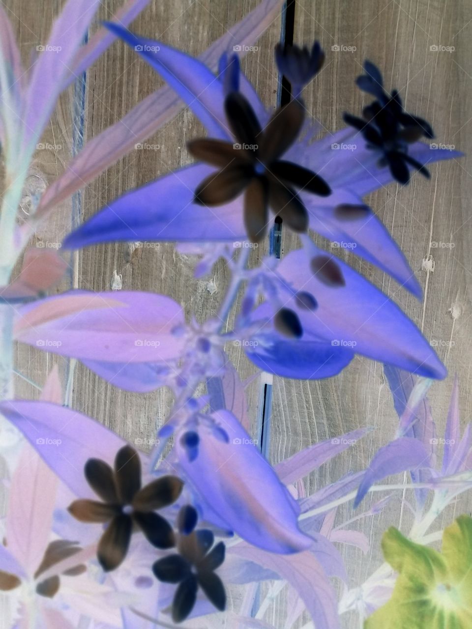 flowers and effects