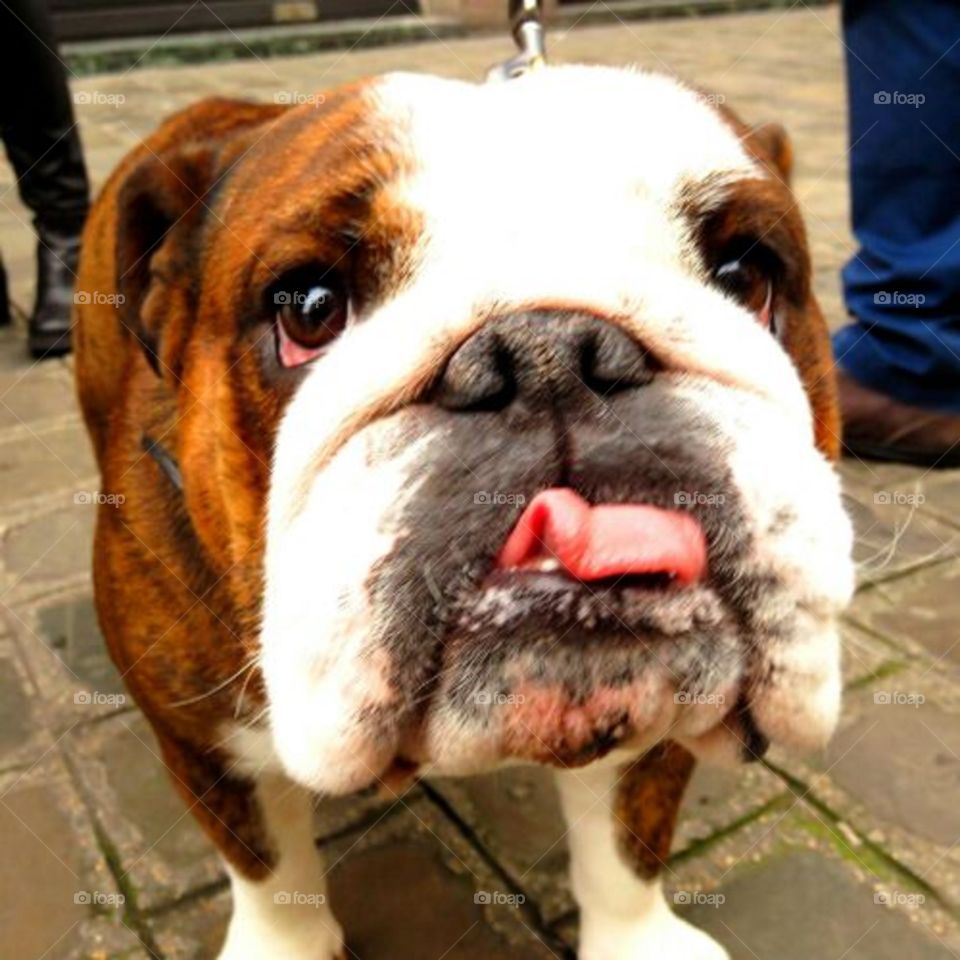 cute bulldog