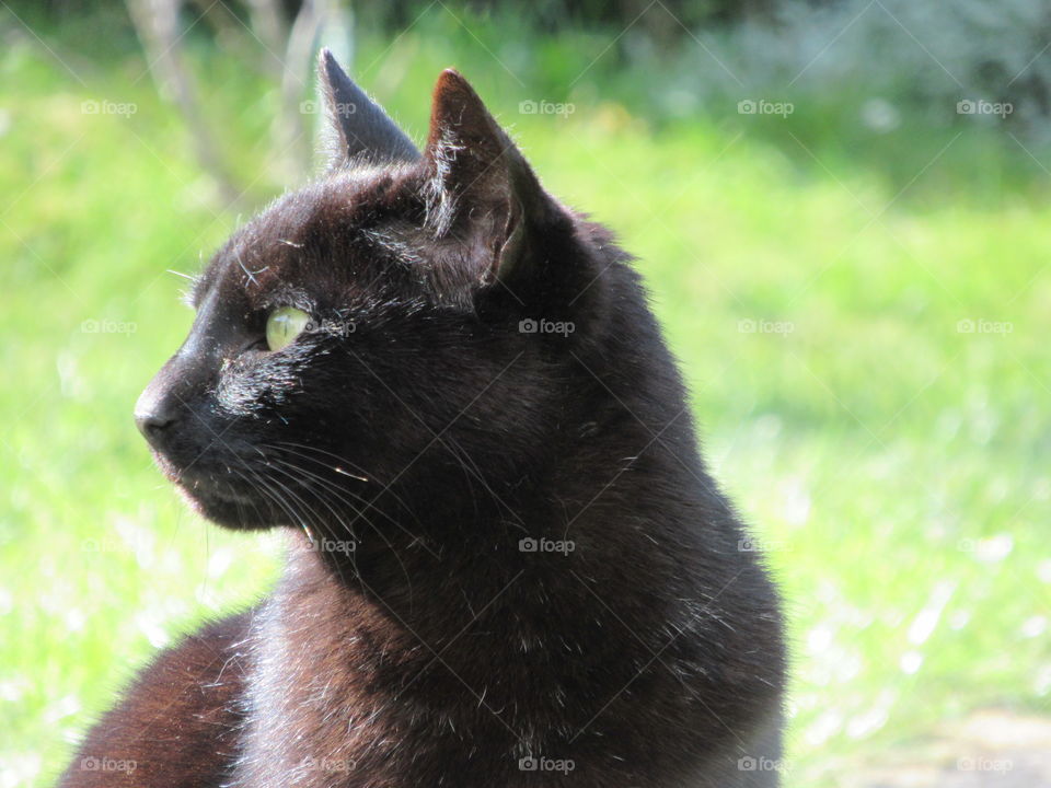 Cat looking very inquisitive in the garden