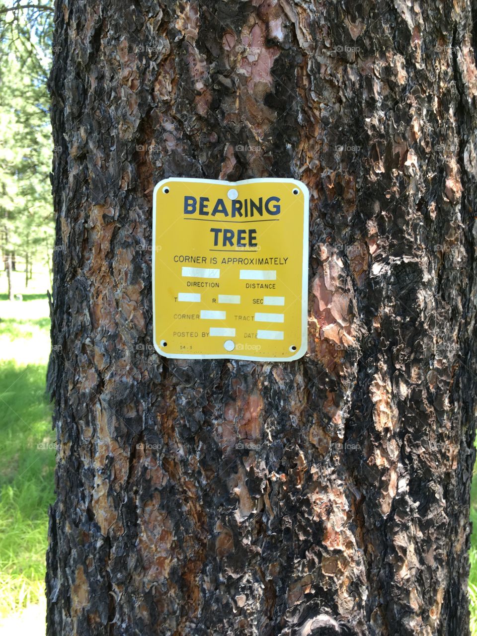 Bearing tree 