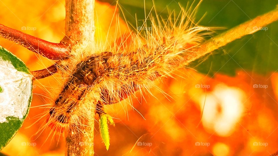 A white hairy caterpillar destroying a green plant.