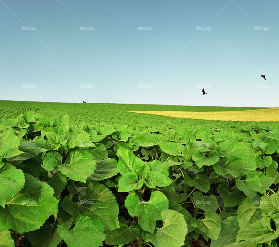 Leaf, Summer, Nature, No Person, Growth