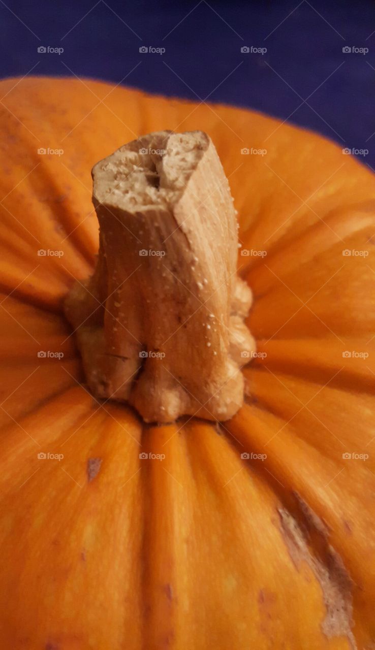 pumpkin Halloween