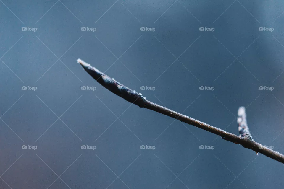 Bud