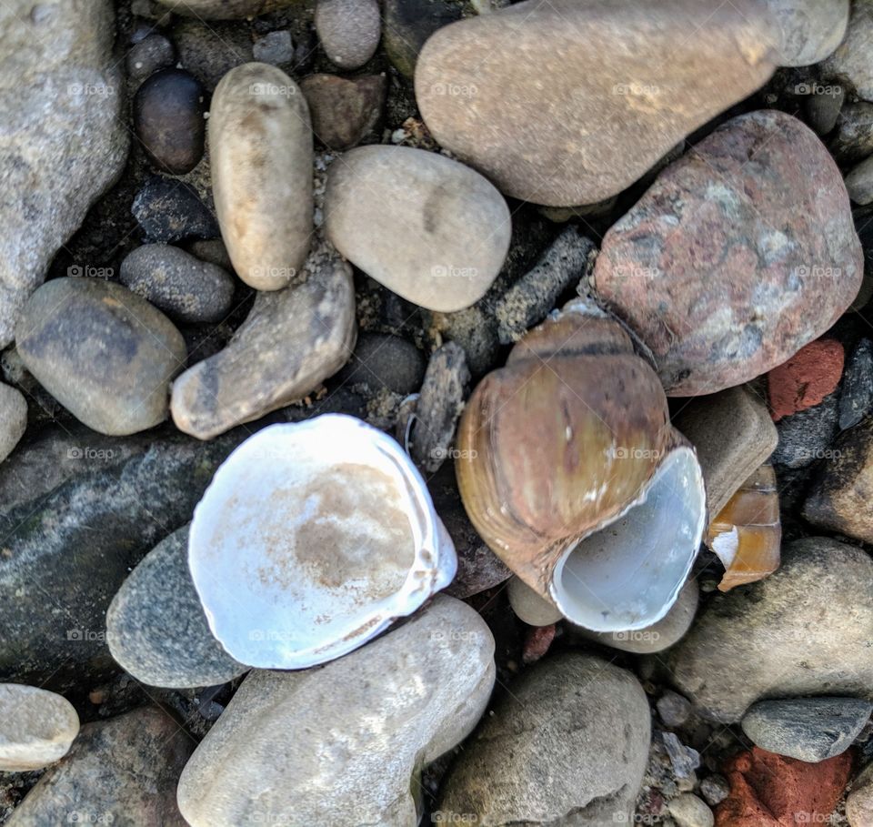 shells and rocks
