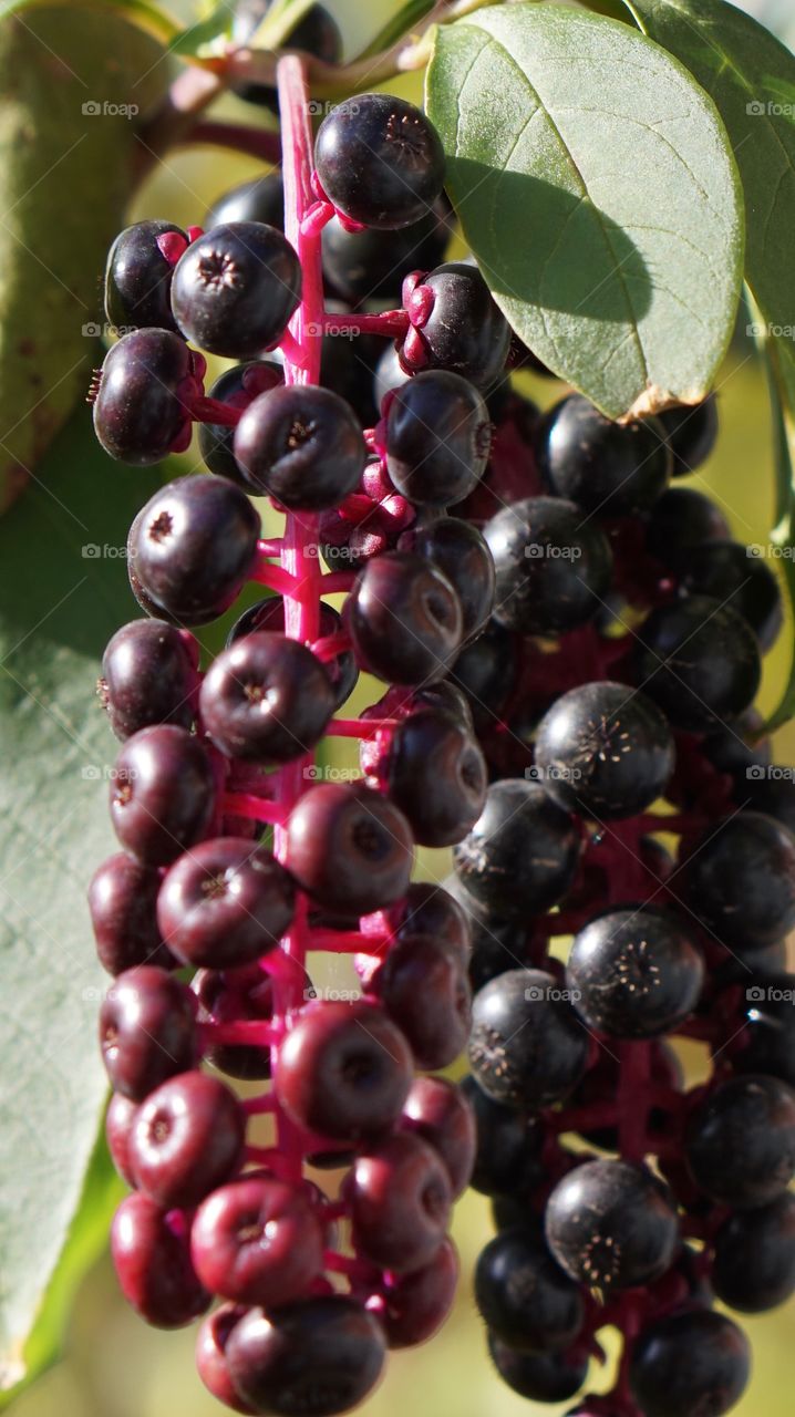 Fruit, Food, No Person, Juicy, Leaf