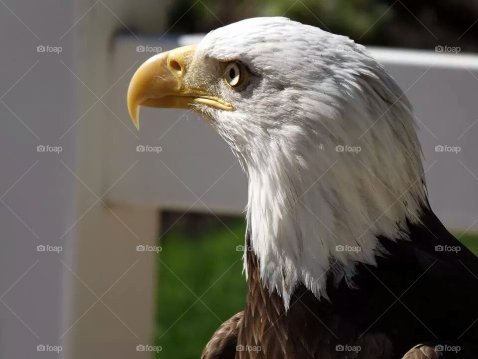 american bald eagle