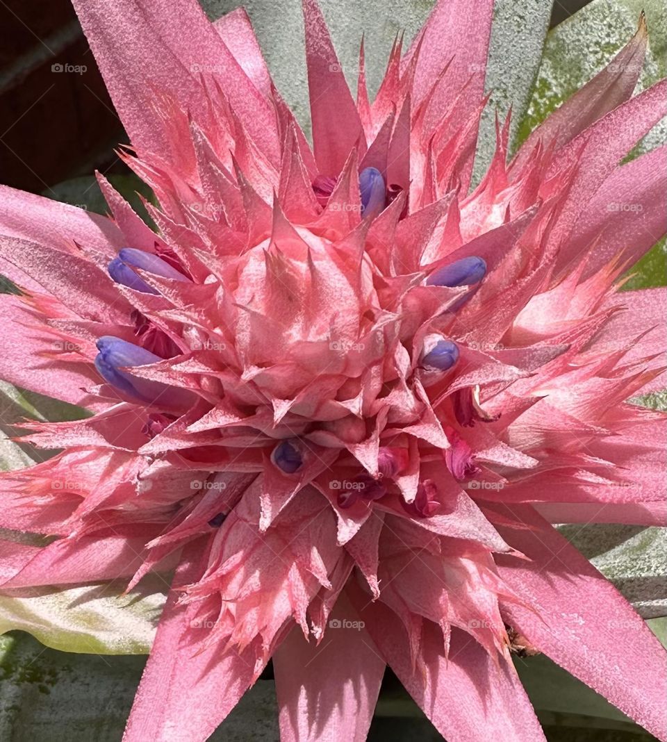 Colorful Bromeliad in the summer light - Bromeliads are a family of flowering plants known for their vibrant colors and unique foliage, often found in tropical and subtropical regions. They are popular houseplants