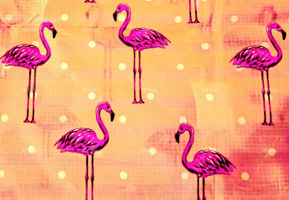 Flamingos