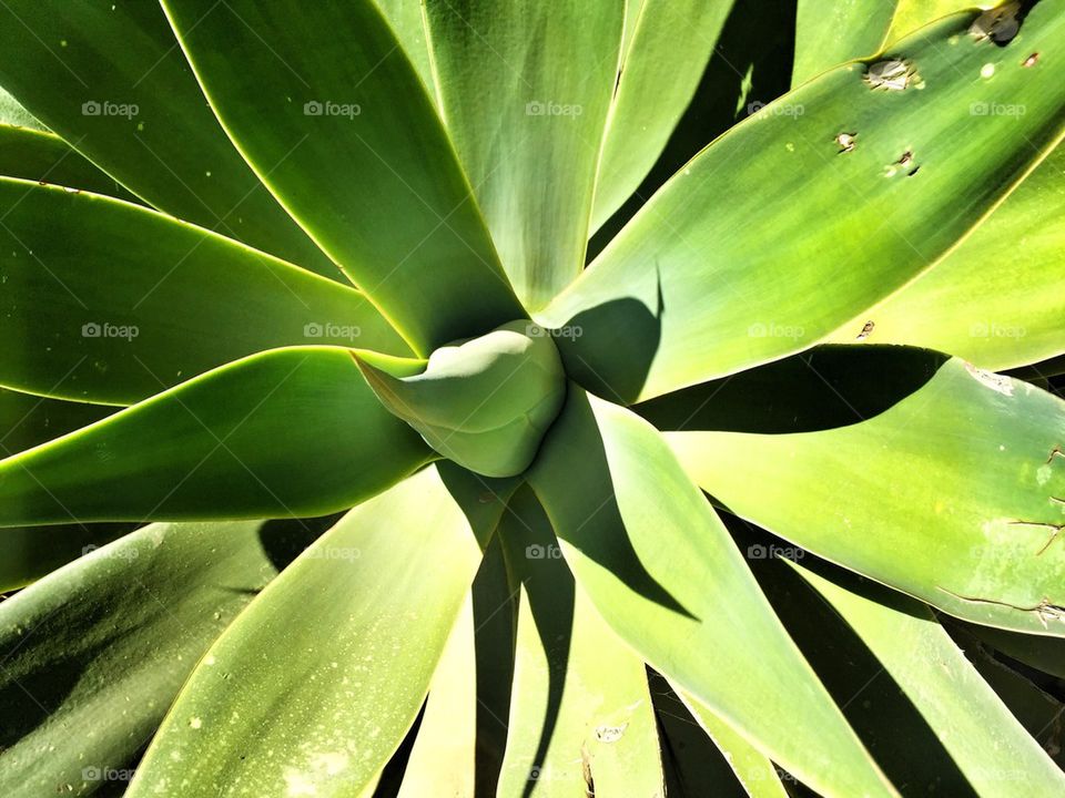 Aloe Vera