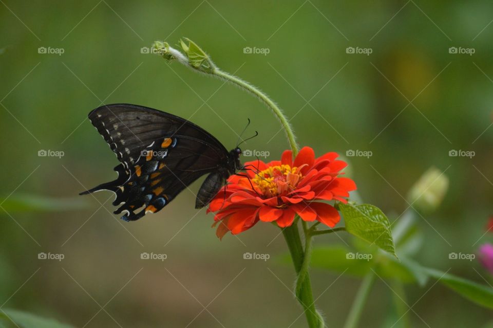Butterfly on zinnia 