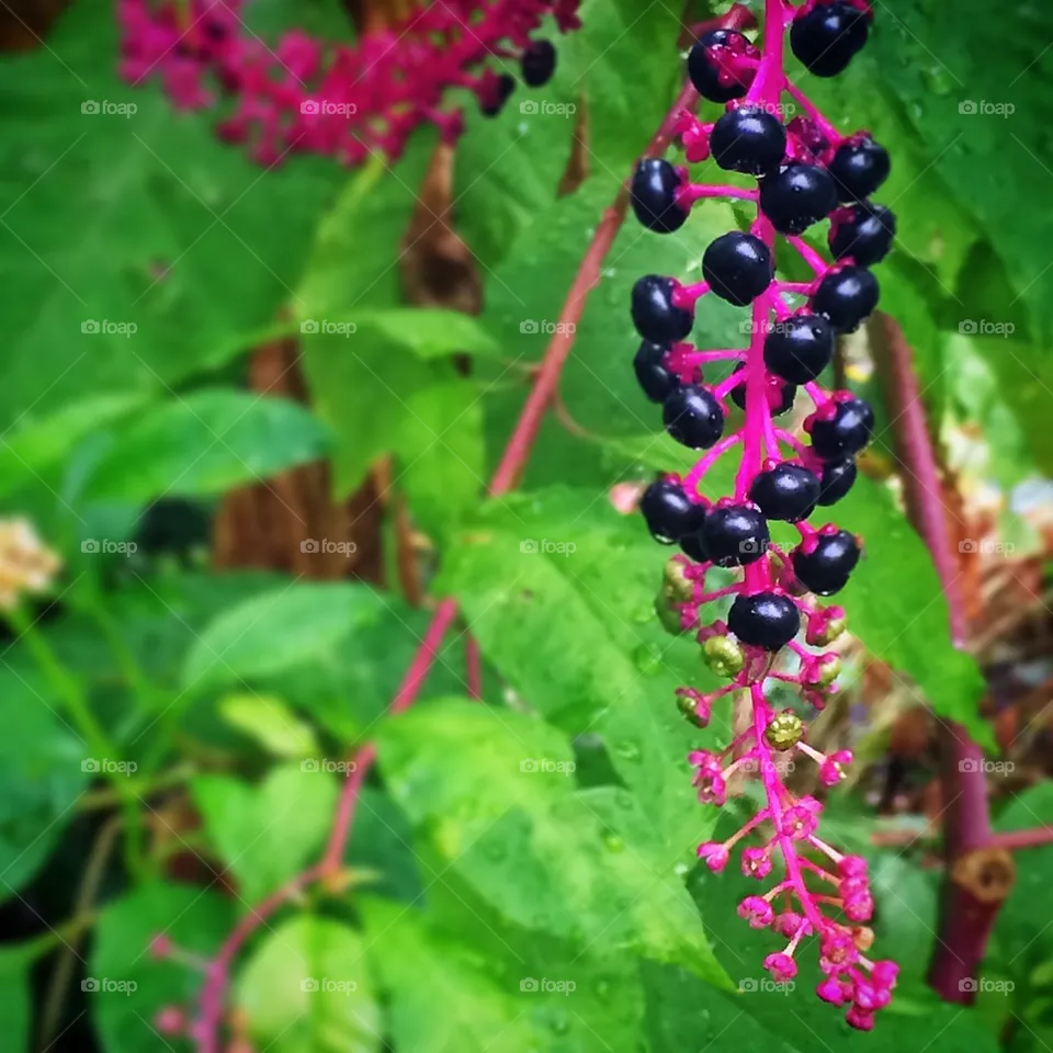Very berry 