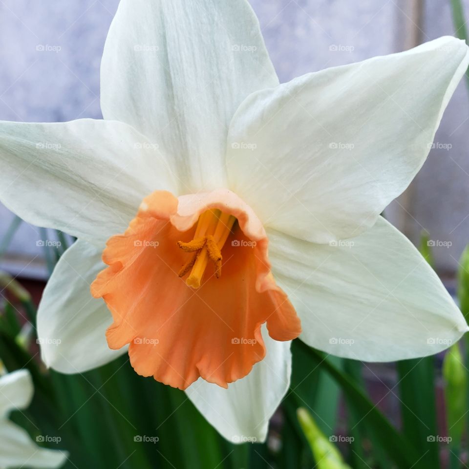 Spring Flower - Narcissus