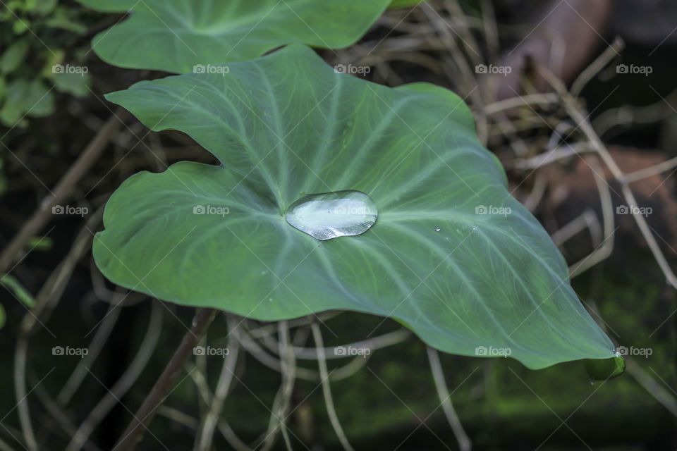 Plant Leaf with water drops. Wet leaves after rain. The dew on the leaves. Beautiful natural background.