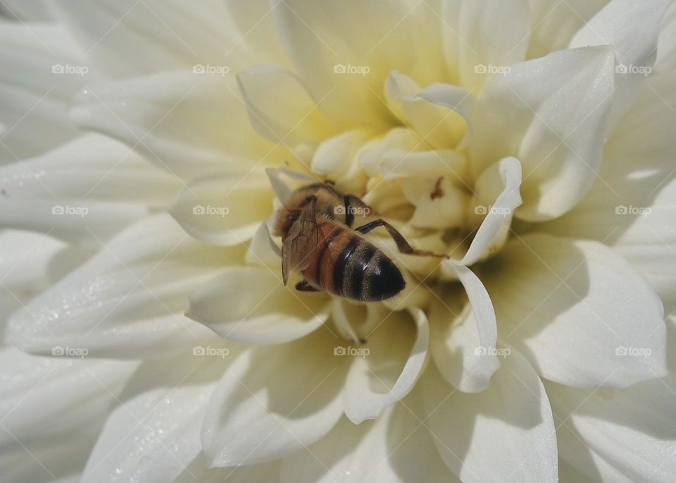 Close up bee in a flower, yellows and whites