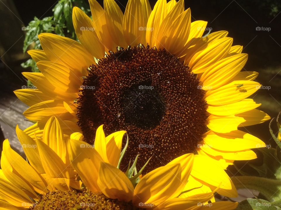 A close up of a beautiful sunflower.