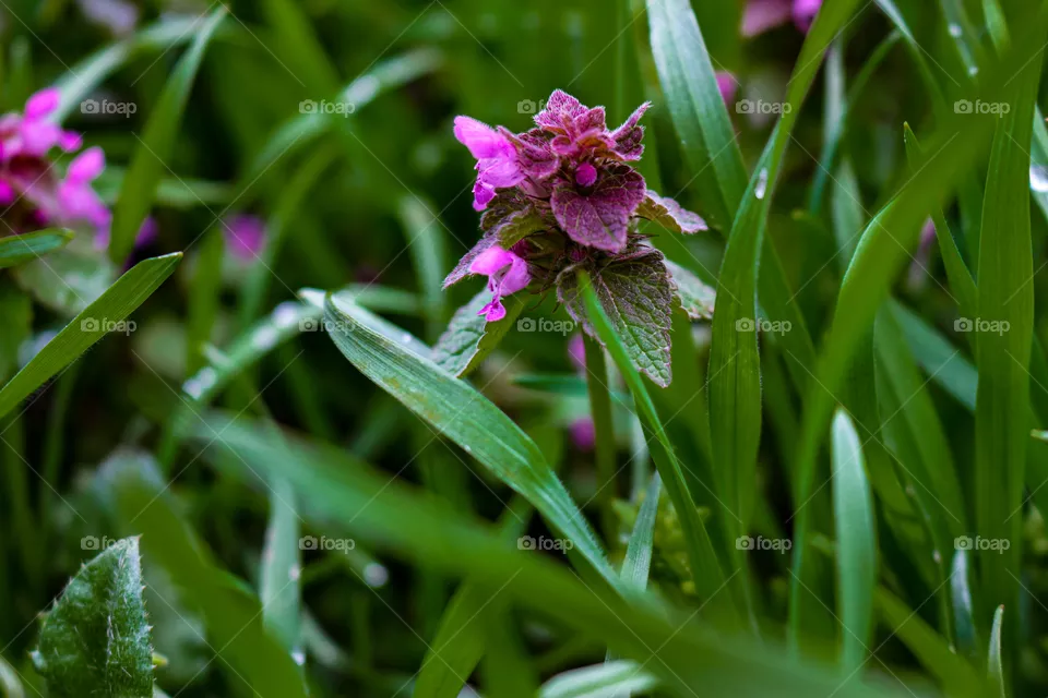 Flower