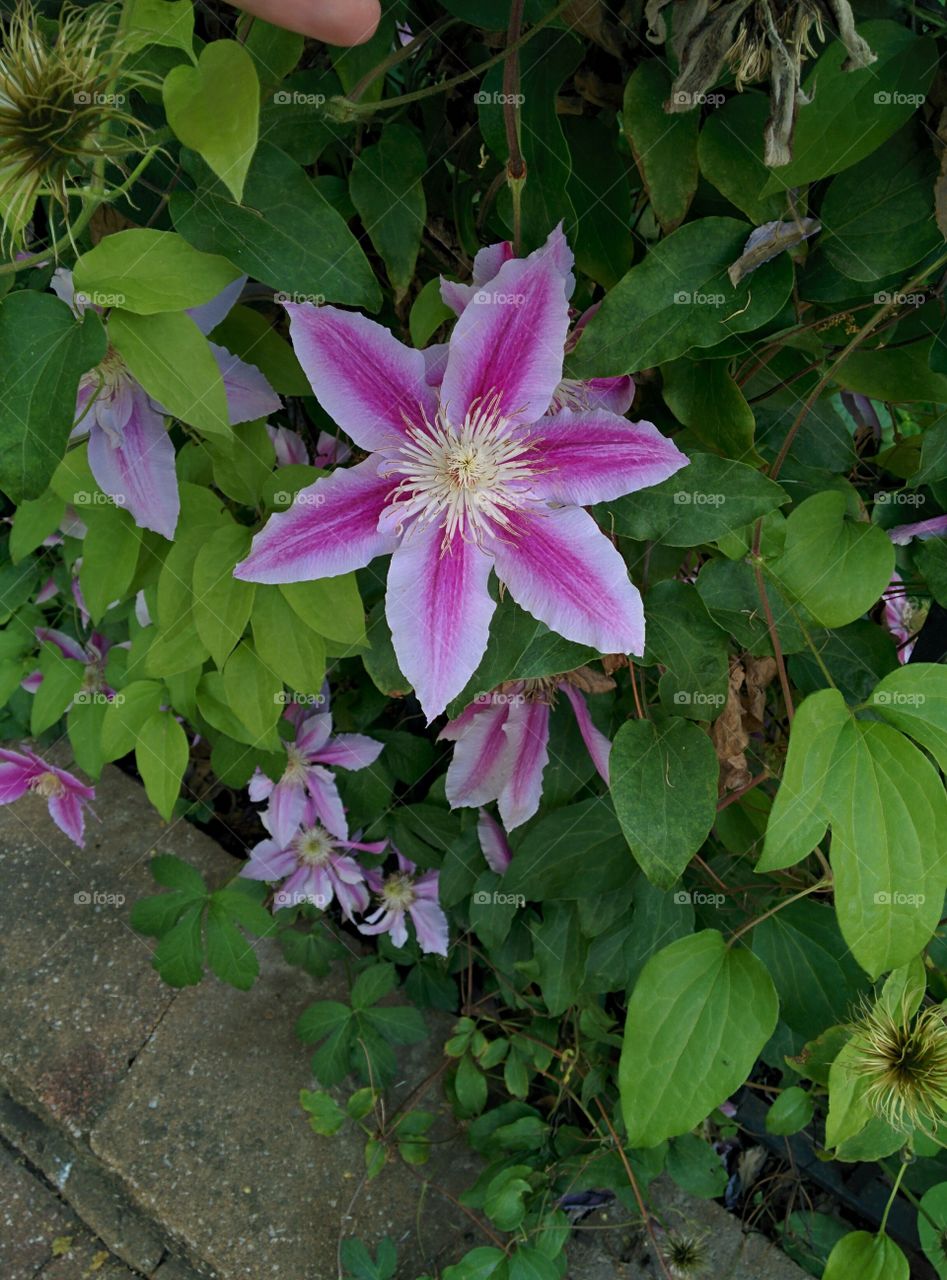 Clematis