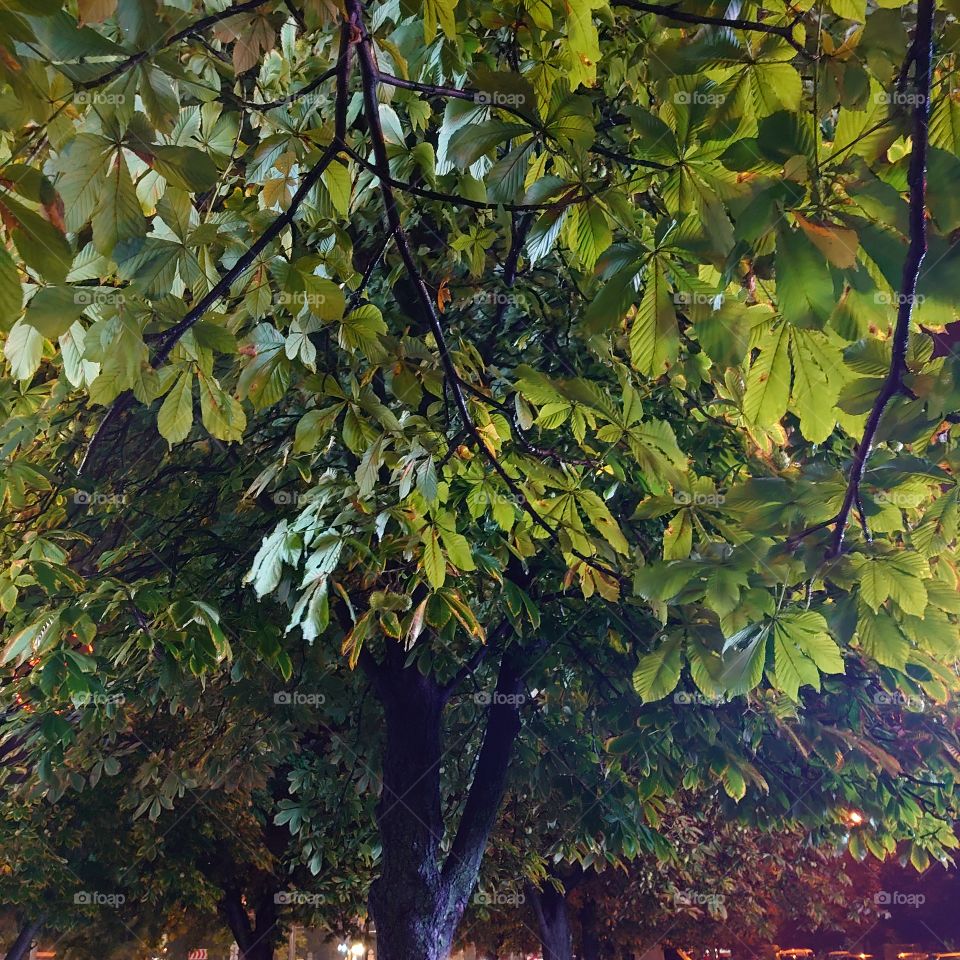 Moods of autumn, raining evening