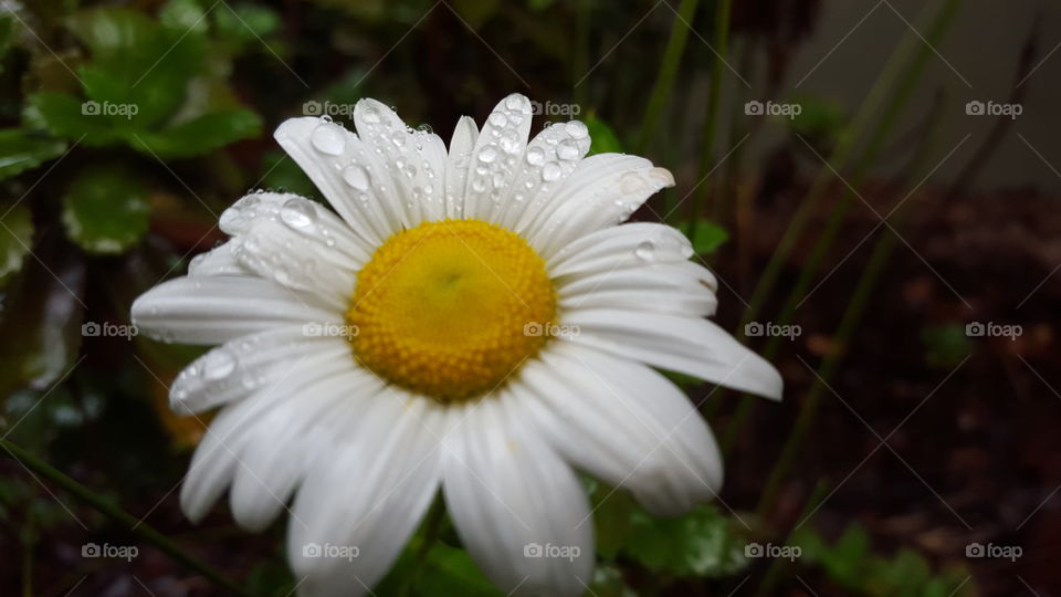 sweet daisy dew
