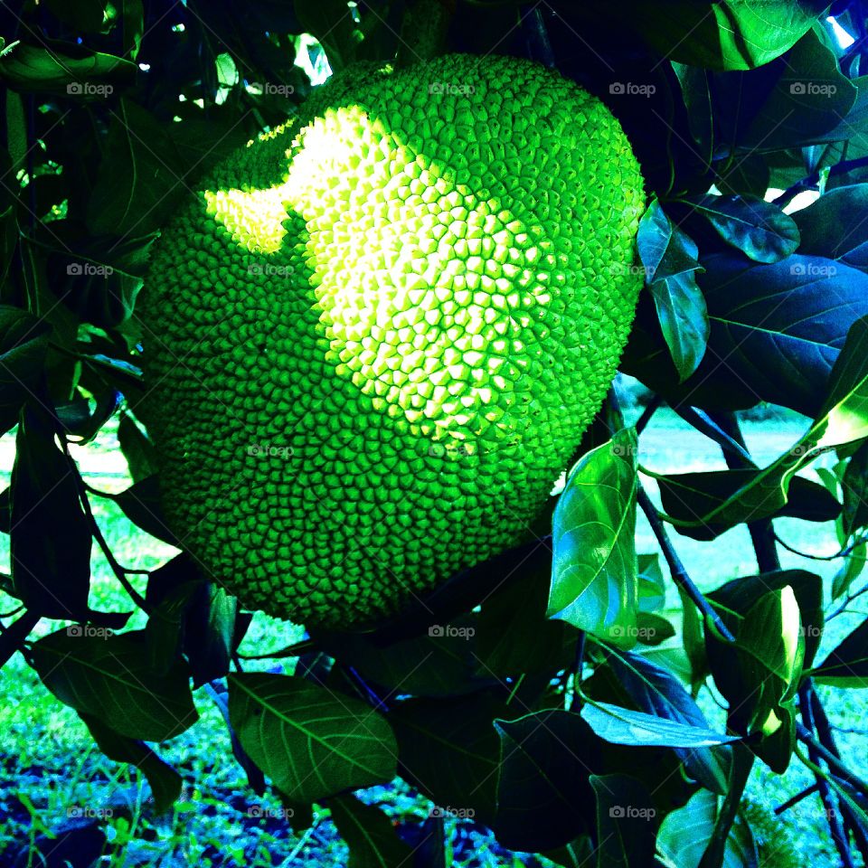 Jack fruit