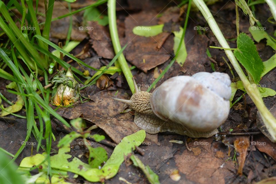 snail in city park urban animal