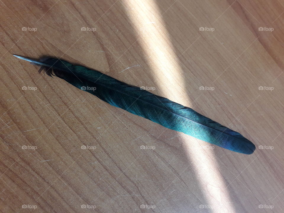 Feather of magpie