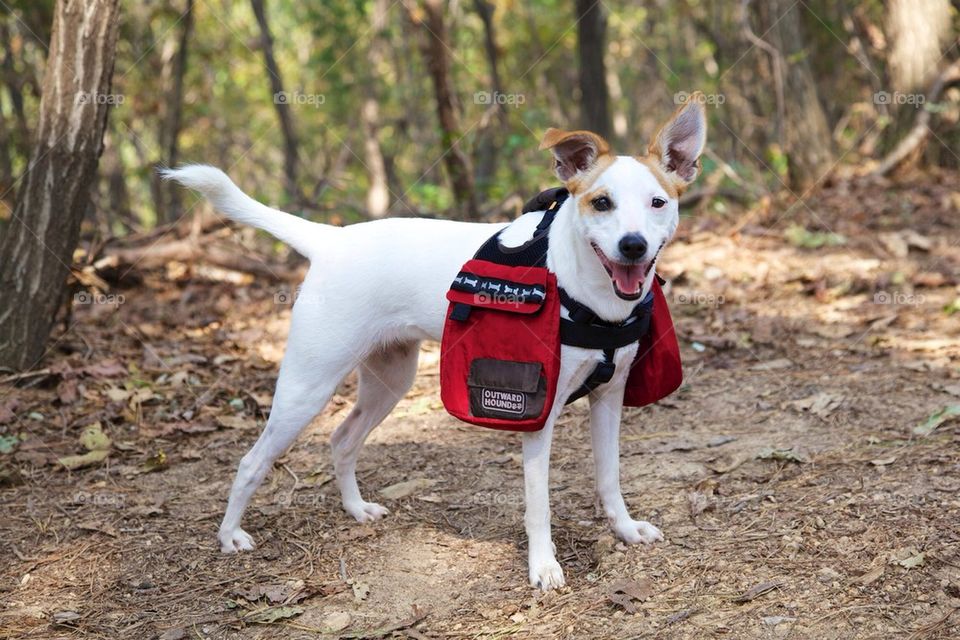 Backpacking Dog