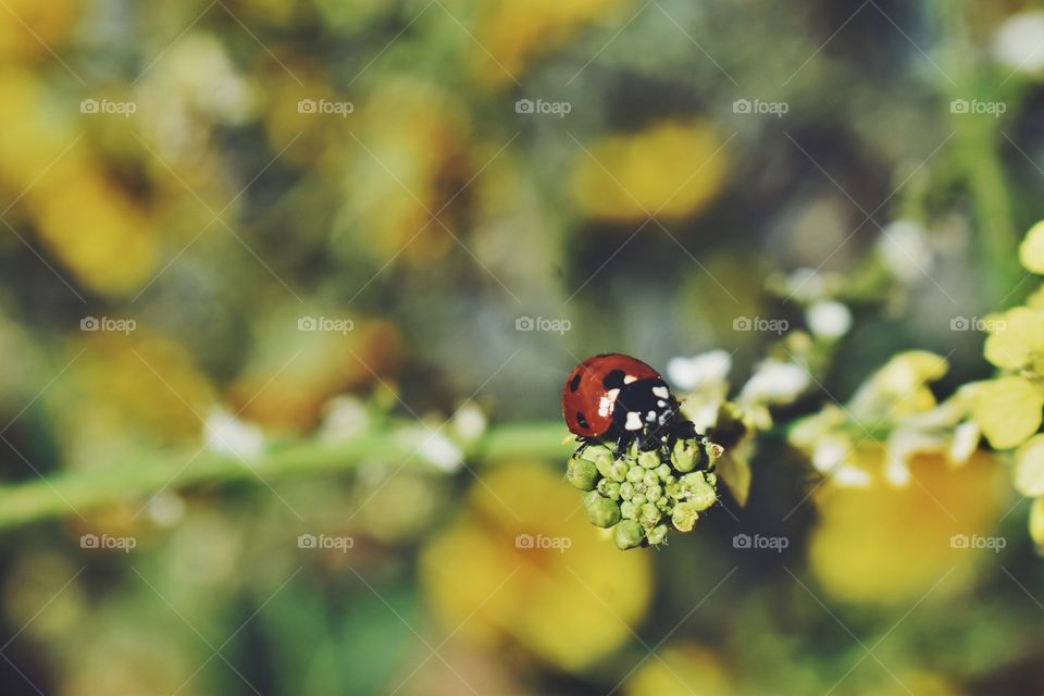 Ladybird on flower bud