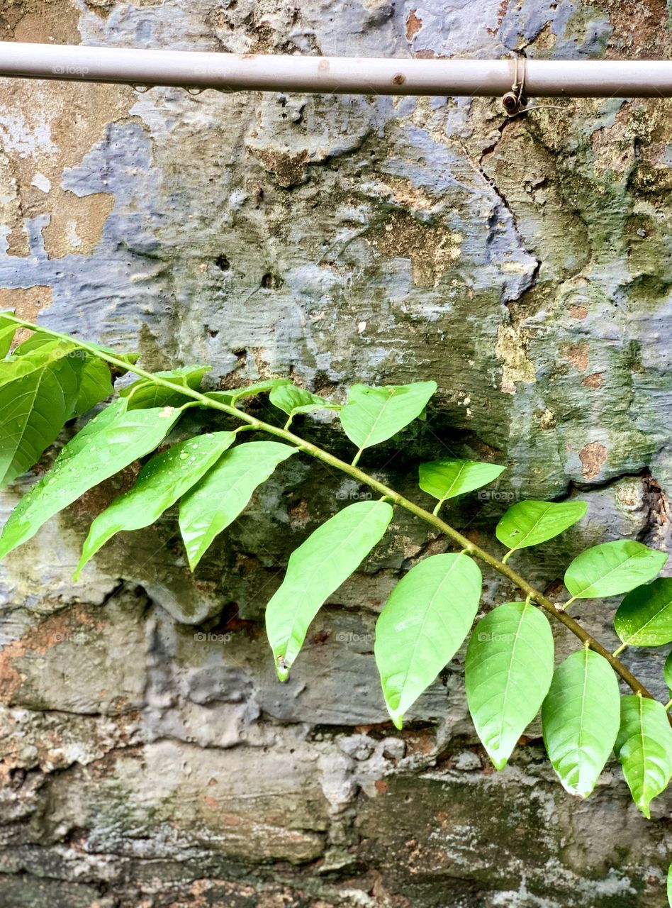 Leaves and Wall