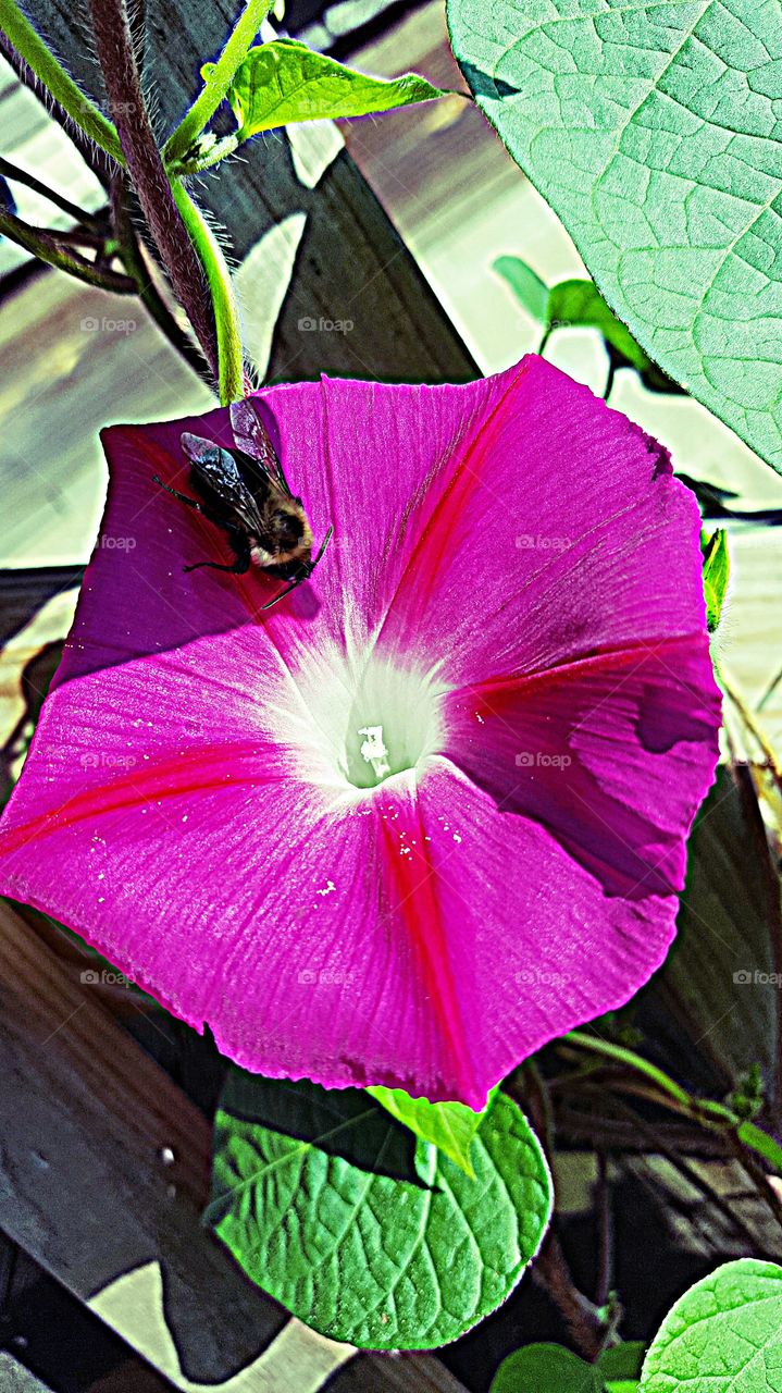 Nature, Flower, Leaf, Flora, No Person