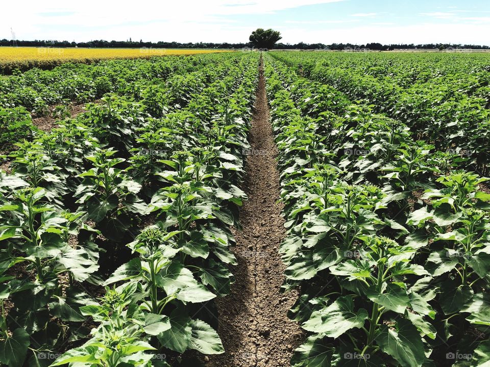 Young sunflower plants on farm 