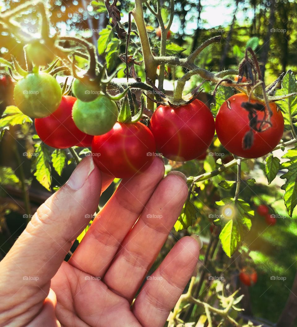 Home grown tomatoes 