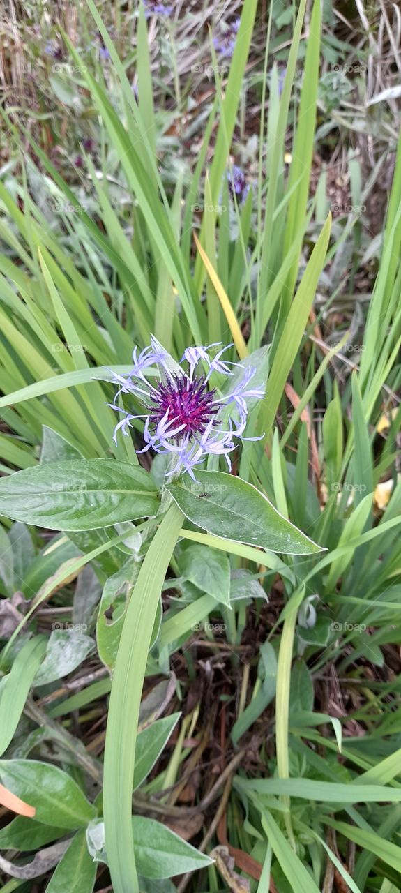 Purple flower with ant