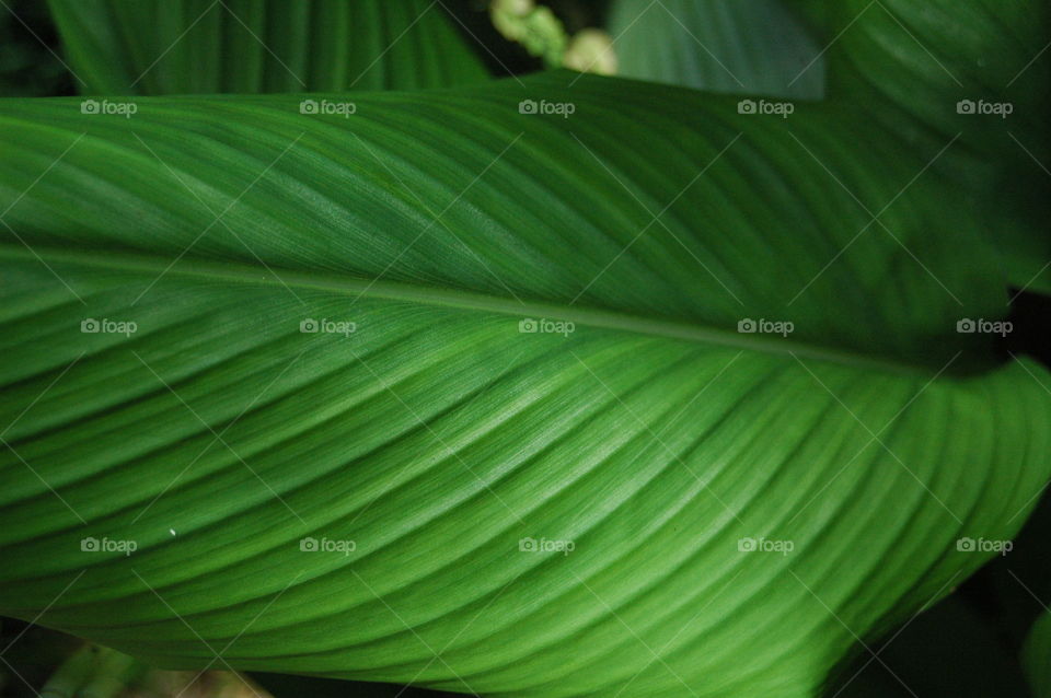 Tropical leaf