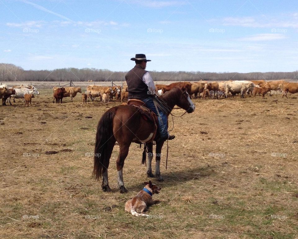 Ranching truth 101- Always have a good dog with ya