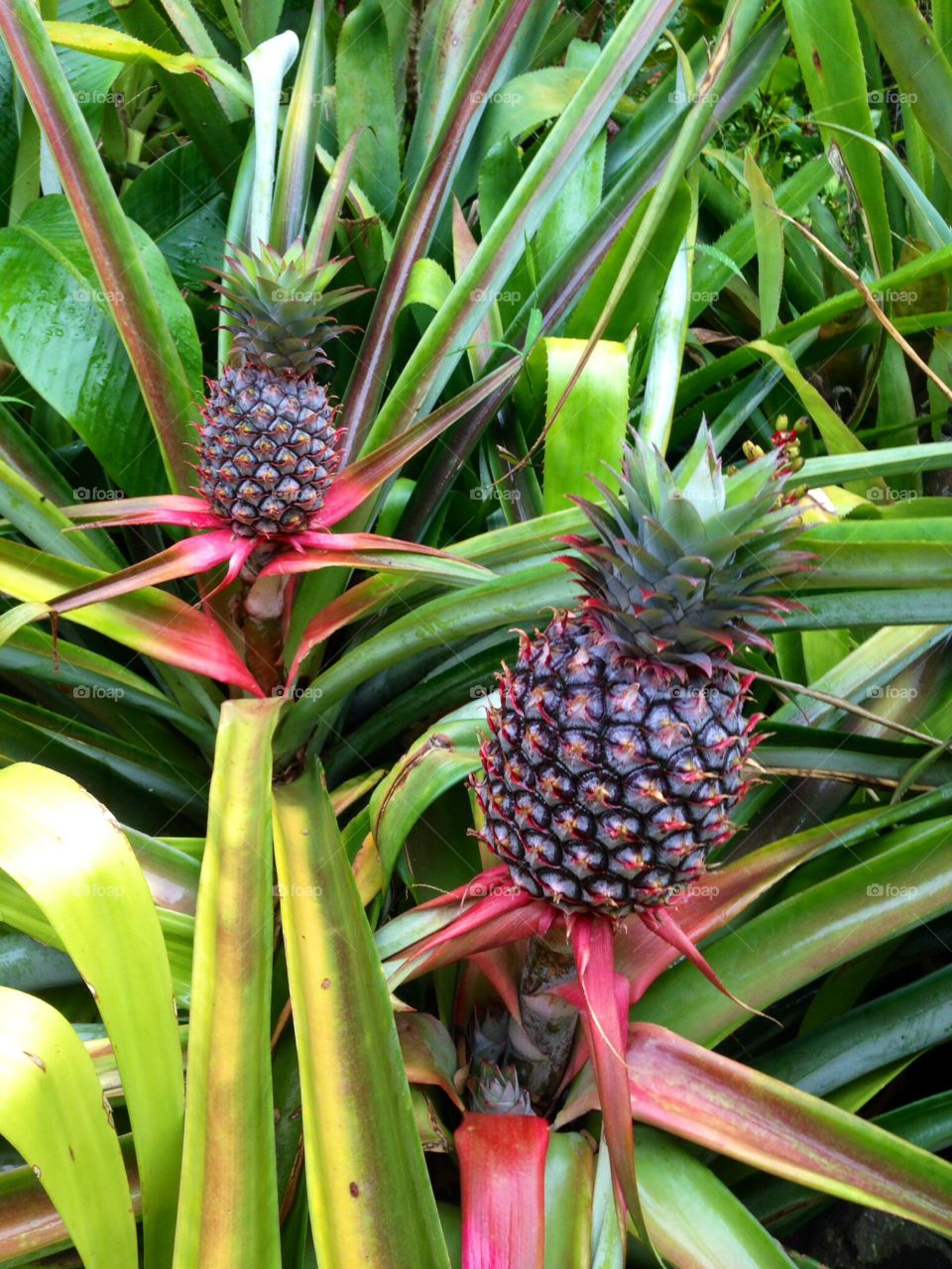 Growing Pineapples in Fiji