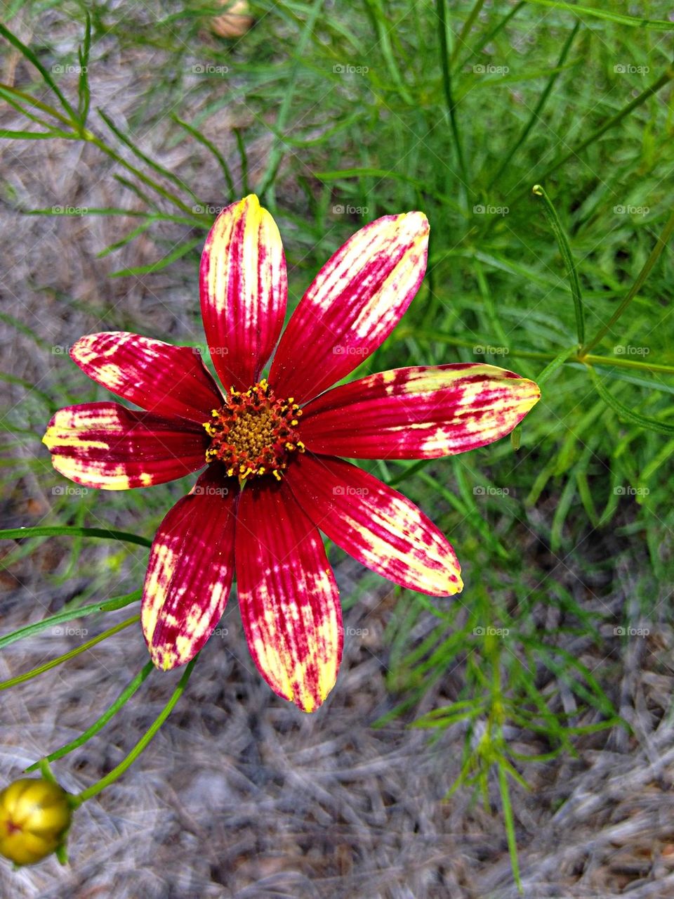 Close-up of a flower