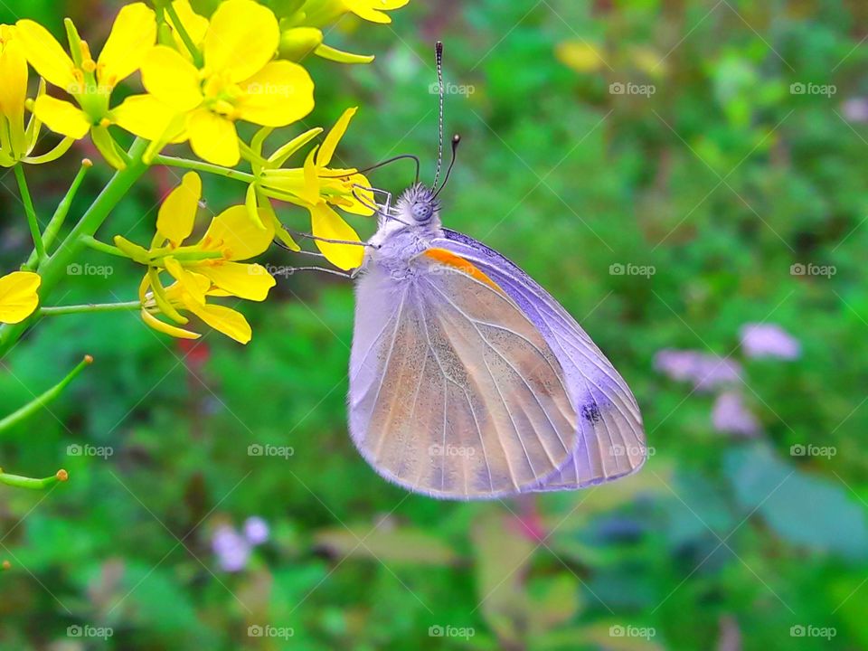 A hungry Butterfly on the yeallow blooming flower